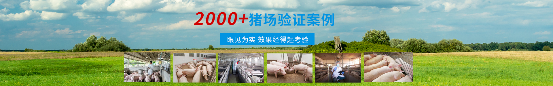 養(yǎng)殖經驗-商丘市森澳達動物藥業(yè)有限公司